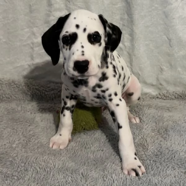 Bellissimi cuccioli di Dalmata | Foto 0
