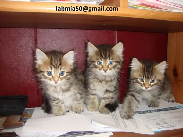 gattini siberiani in Adozione Cerchiamo famiglie amorevoli per questi splendidi gattini siberiani d