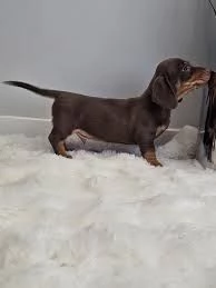 BASSOTTO NANO BASSOTTI NANI TEDESCHI CHOCO CUCCIOLI pagamento personalizzato