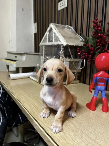 BASSOTTO NANO BASSOTTI NANI TEDESCHI CHOCO CUCCIOLI pagamento personalizzato | Foto 1