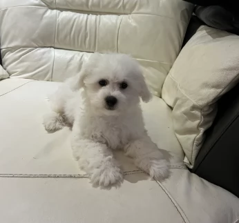 Bellissimi cuccioli di bichon frise