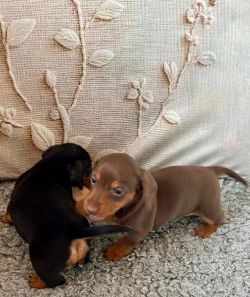  Cuccioli di Bassotto Nano | Foto 1