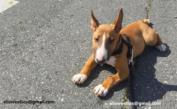 adorabili cuccioli Bull terrier  femminucce e maschietti disponibili verranno ceduti con pedigree m