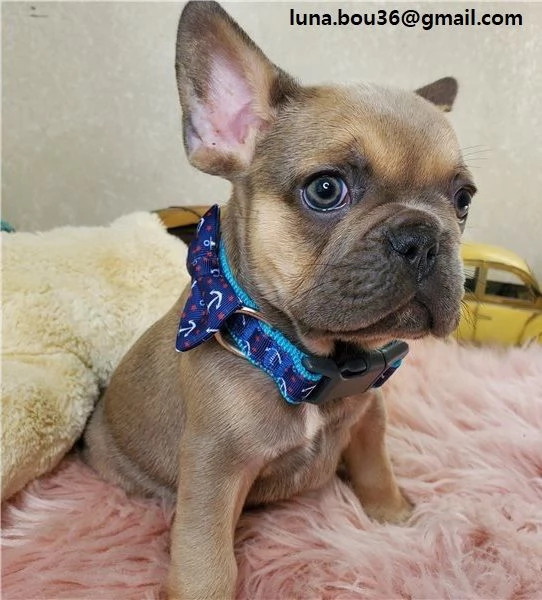 cuccioli di BULLDOG FRANCES cuccioli di BULLDOG FRANCES  ancora disponibili un maschio e una femmin