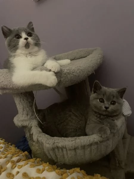 British Shorthair aspetta casa | Foto 0