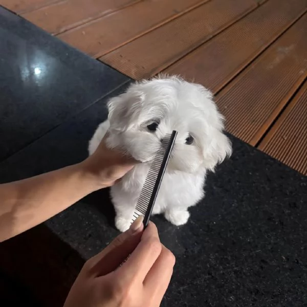 Bellissimi cuccioli di Maltese in miniatura | Foto 0