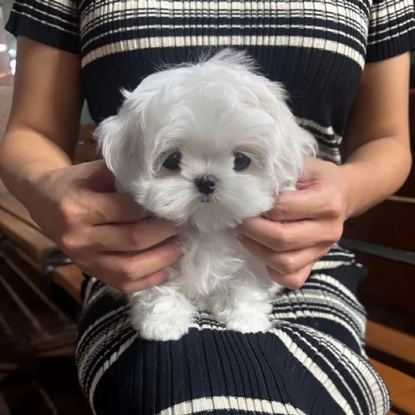 CUCCIOLI DI MALTESE MINI TOY | Foto 1