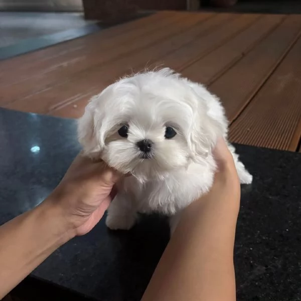 CUCCIOLI DI MALTESE MINI TOY