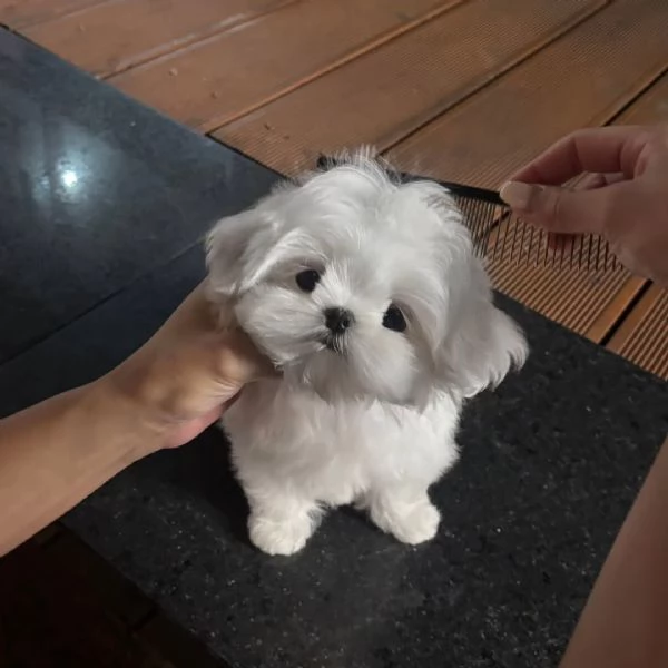 CUCCIOLI DI MALTESE MINI TOY | Foto 2