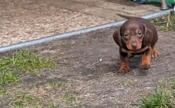 Cuccioli di bassotto nano registrati al Kennel Club  1 maschio e 2 femmine  Cioccolato e marrone m | Foto 3