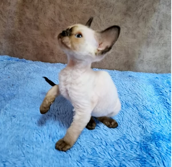  Gattini di Devon Rex