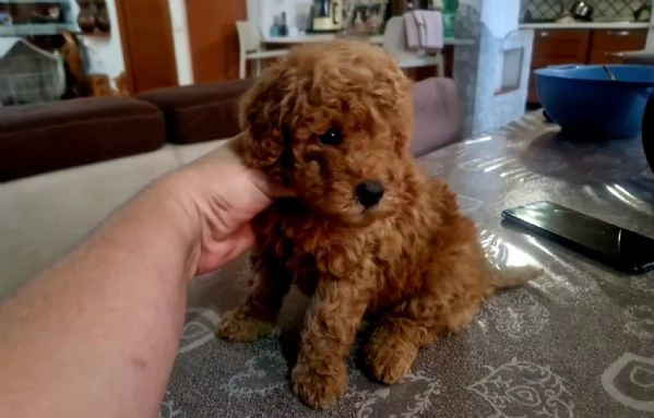   CUCCIOLO BARBONCINO TOY | Foto 0