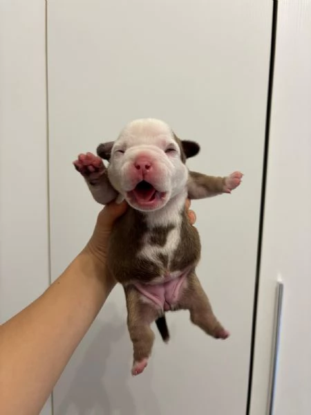 Cuccioli di American Bully da Linee di Campioni 