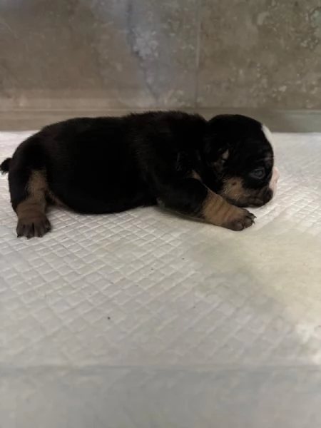 Cuccioli di American Bully da Linee di Campioni  | Foto 5