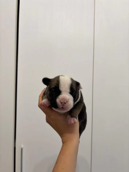 Cuccioli di American Bully da Linee di Campioni  | Foto 4