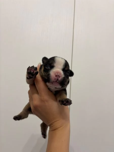 Cuccioli di American Bully da Linee di Campioni  | Foto 3