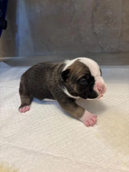 Cuccioli di American Bully da Linee di Campioni  | Foto 2