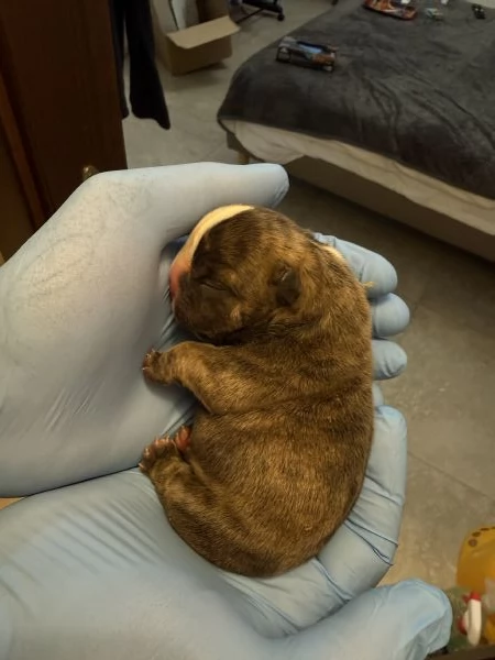 Cuccioli di American Bully da Linee di Campioni  | Foto 0