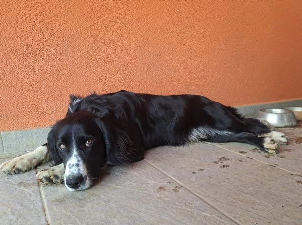 Super cucciolone | Foto 1