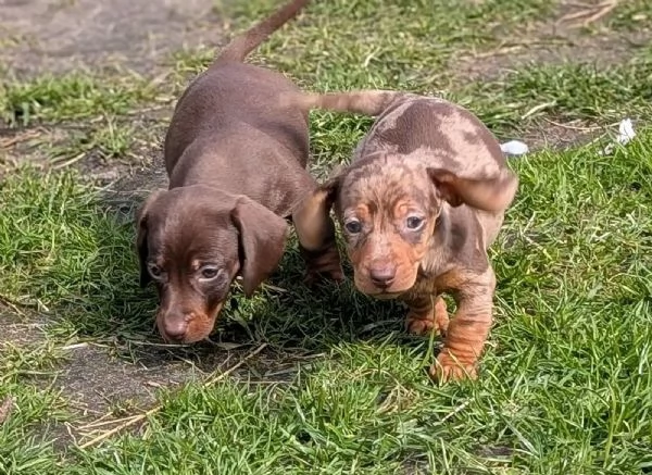 Bellissimi cuccioli di bassotto i cuccioli  | Foto 3
