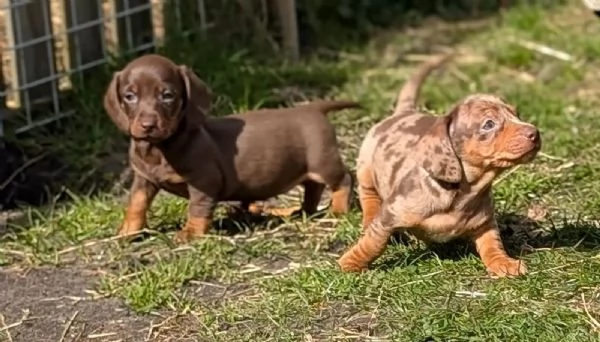 Bellissimi cuccioli di bassotto i cuccioli 