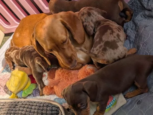 Bellissimi cuccioli di bassotto i cuccioli | Foto 2