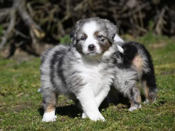 Splendidi cuccioli di Pastore Australiano | Foto 2