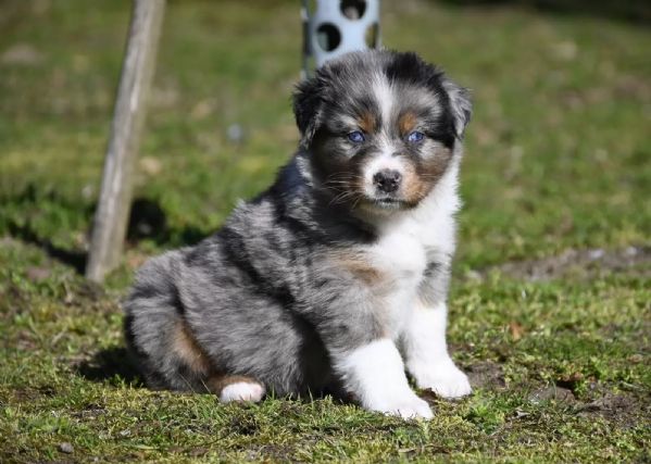 Splendidi cuccioli di Pastore Australiano | Foto 1