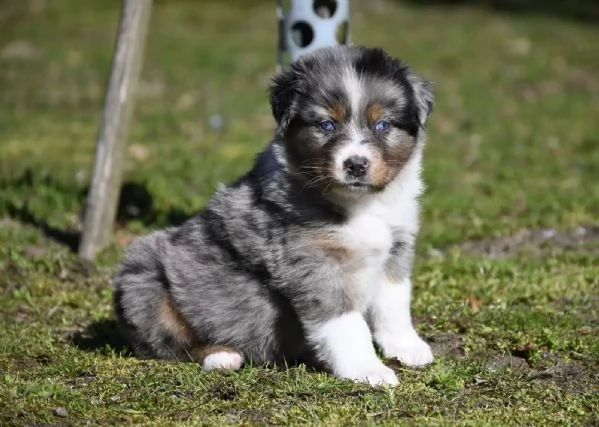 Splendidi cuccioli di Pastore Australiano | Foto 1