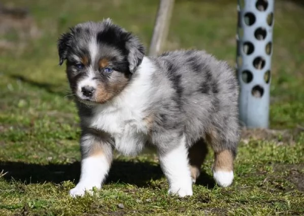 Cuccioli di pastore australiano | Foto 0