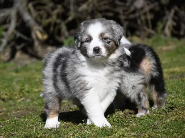 Disponibili da subito per una nuova famiglia cuccioli di pastore australiano | Foto 2