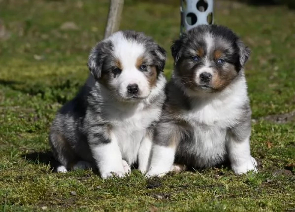 Disponibili da subito per una nuova famiglia cuccioli di pastore australiano