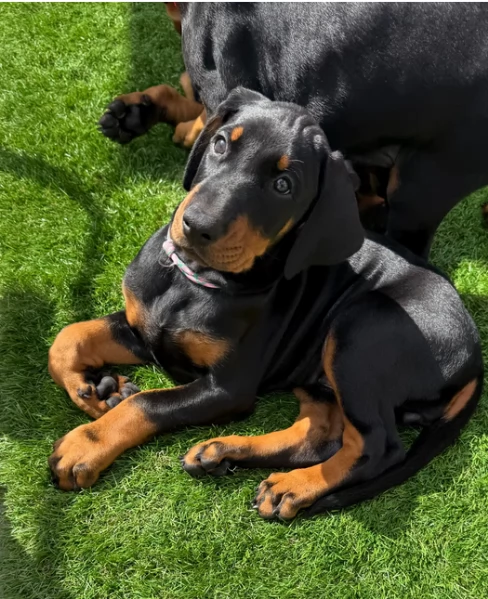 Adozione di Doberman cuccioli