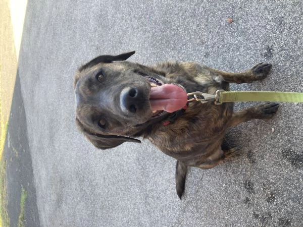 Regalo meticcio | Foto 2