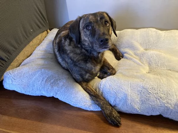 Regalo meticcio | Foto 1