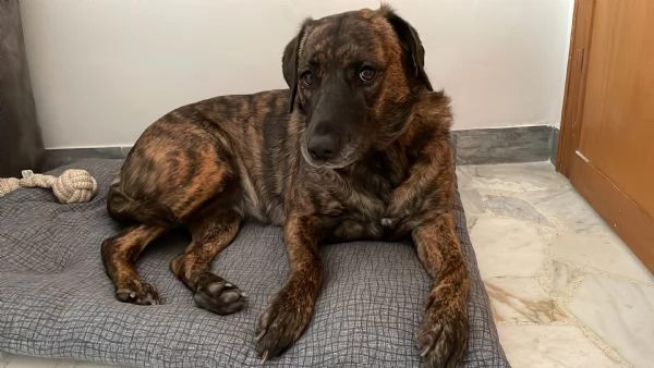 Regalo meticcio | Foto 0