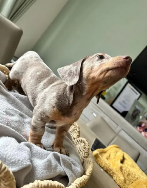 Bassotti nani  Bassotto nano tedesco cuccioli  | Foto 5