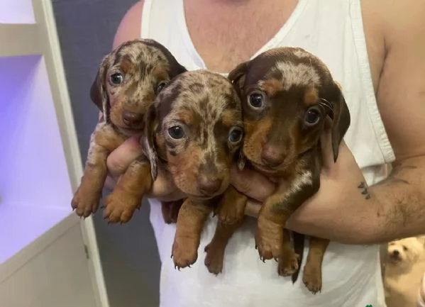 Bassotti nani  Bassotto nano tedesco cuccioli 