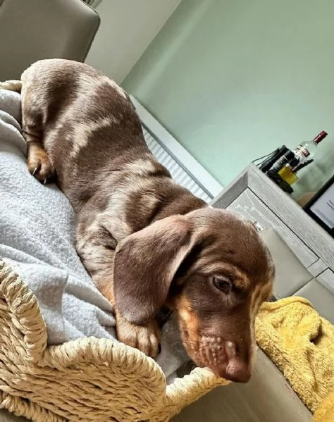 Bassotti nani  Bassotto nano tedesco cuccioli  | Foto 1