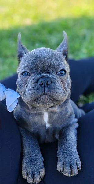 Disponibili 4 cuccioli tipo Bulldog Francese blu 