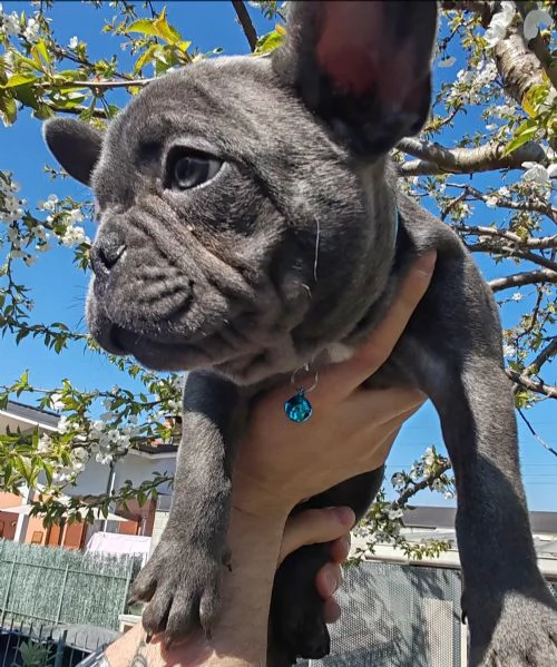 Disponibili 4 cuccioli tipo Bulldog Francese blu  | Foto 2