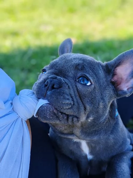 Disponibili 4 cuccioli tipo Bulldog Francese blu  | Foto 1