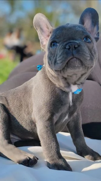 Disponibili 4 cuccioli tipo Bulldog Francese blu  | Foto 0