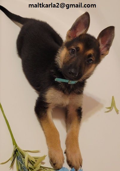 Regalo cuccioli pastore tedesco cuccioli pastore tedesco maschio e femmina  uno ideale regalo x i v