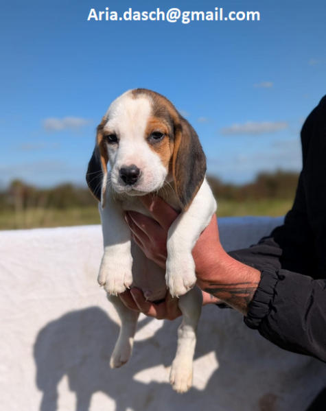 Regalo Cuccioli di Beagle Disponibili bellissimi cuccioli di Beagle taglia standard mantello tipico 