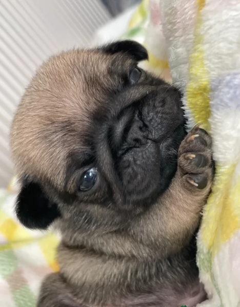 meravigliosi carlino di razza pura taglia picola per adozione