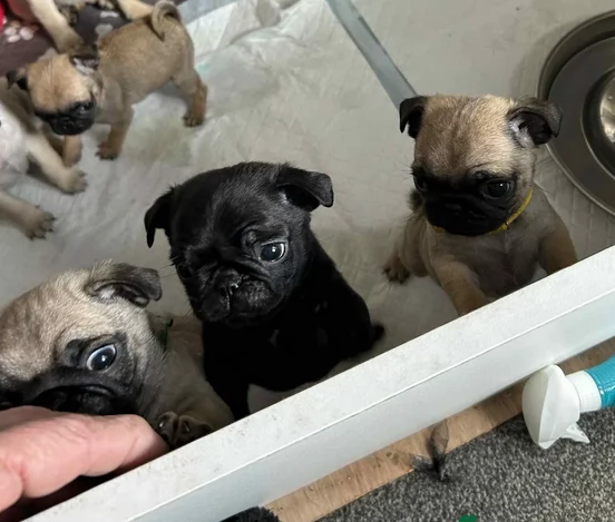 meravigliosi carlino di razza pura taglia picola per adozione | Foto 1