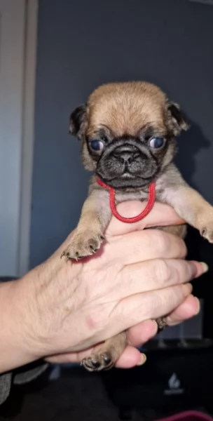 meravigliosi carlino di razza pura taglia picola per adozione | Foto 1