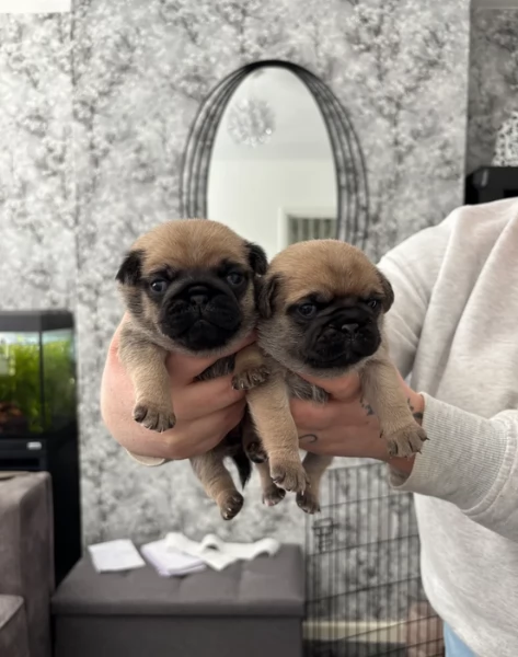 meravigliosi carlino di razza pura taglia picola per adozione | Foto 5