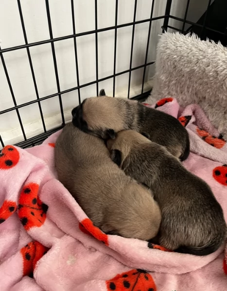 meravigliosi carlino di razza pura taglia picola per adozione | Foto 1